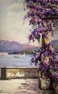Glycine ©Jean Guennal